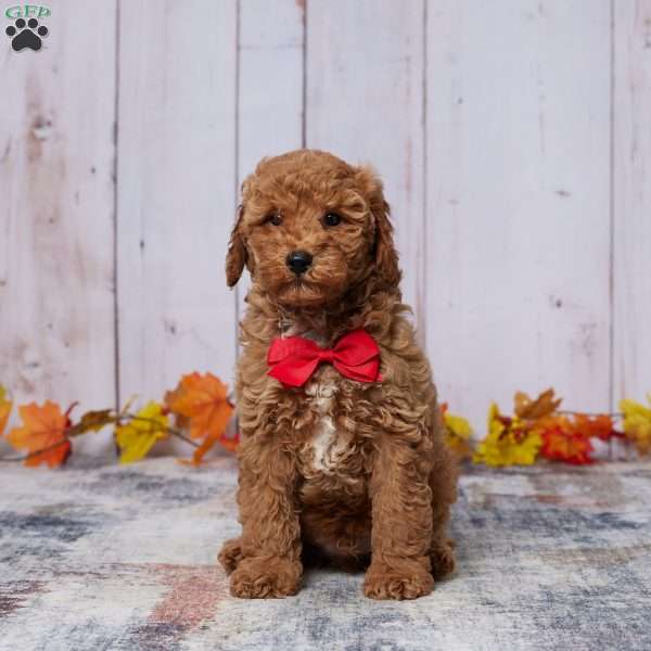 Zakiah, Mini Goldendoodle Puppy